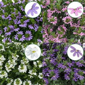 Afbeelding van Scaevola P12 Divers